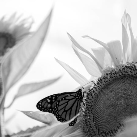 black and white photo of butterflies