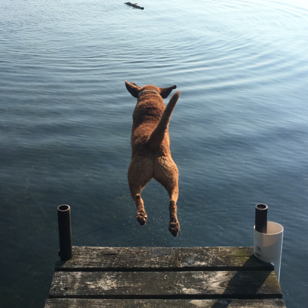 a photo of a dog jumping into a body of water