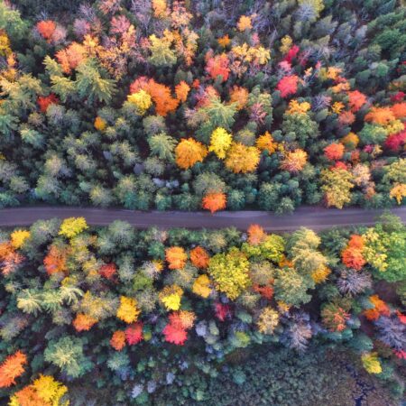 an aerial view of autumn trees and a road