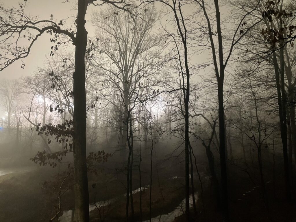 a forest at night with lots of fog 