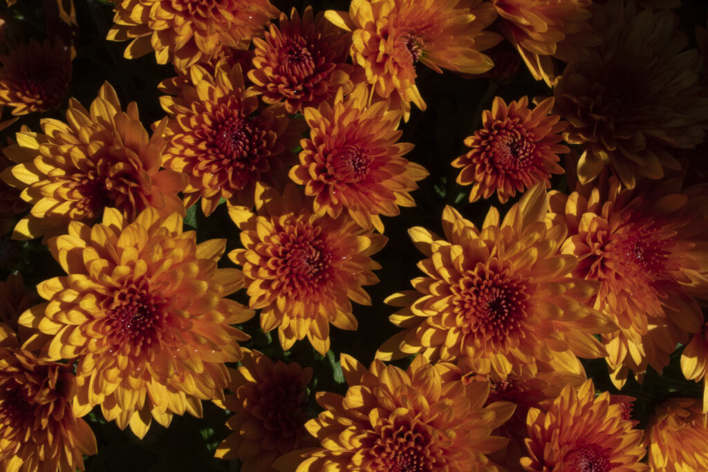 close up image of orange chrysanthemum flowers 
