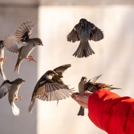 birds flying to hand